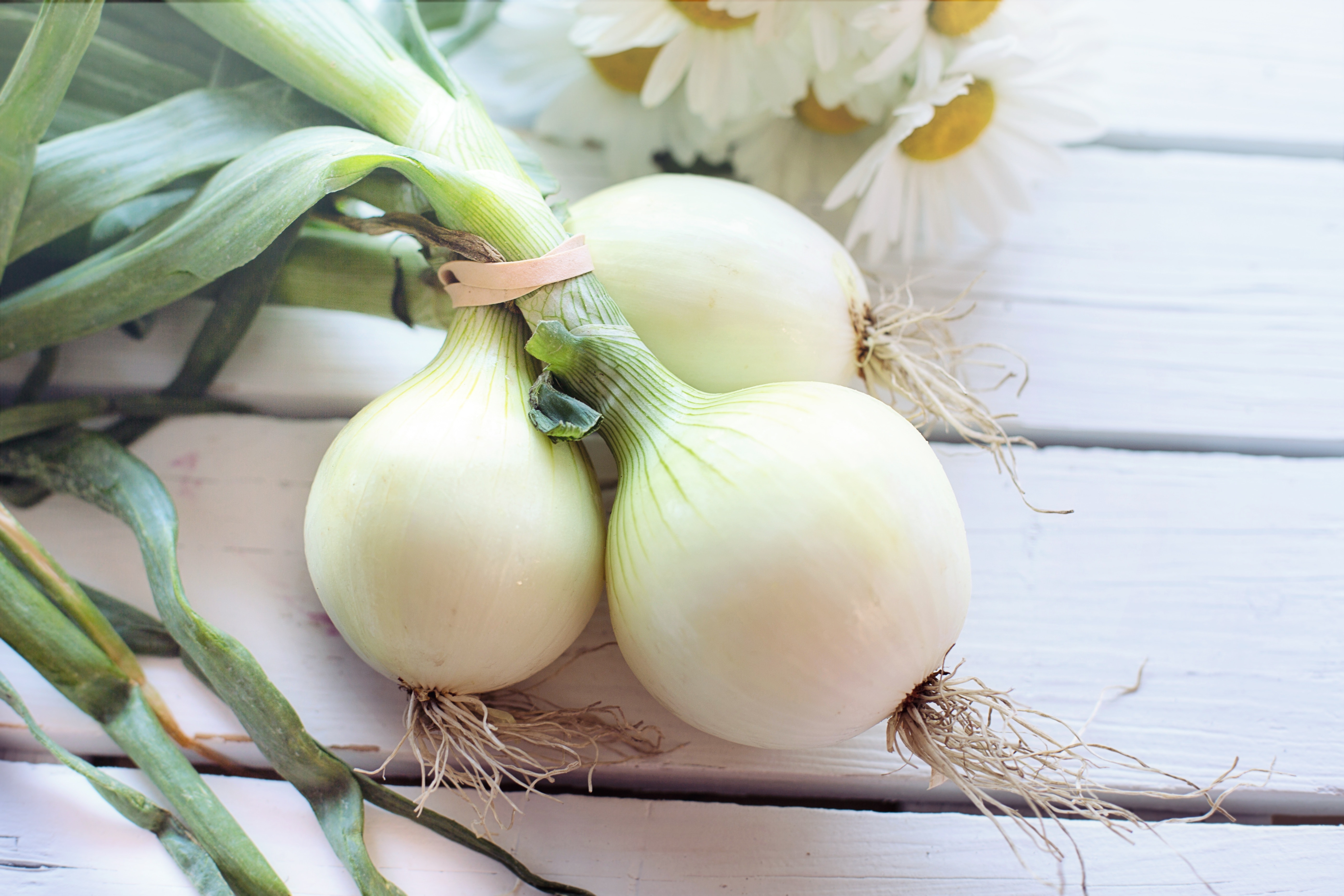 Health benefits of eating spring onions