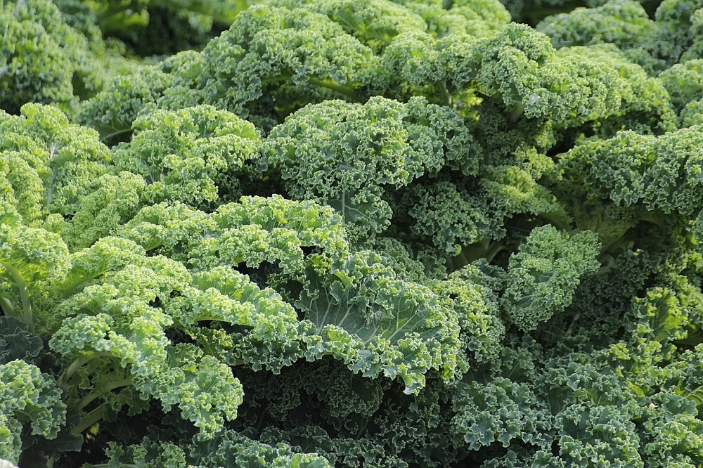one of the best crops to harvest in winter: kale