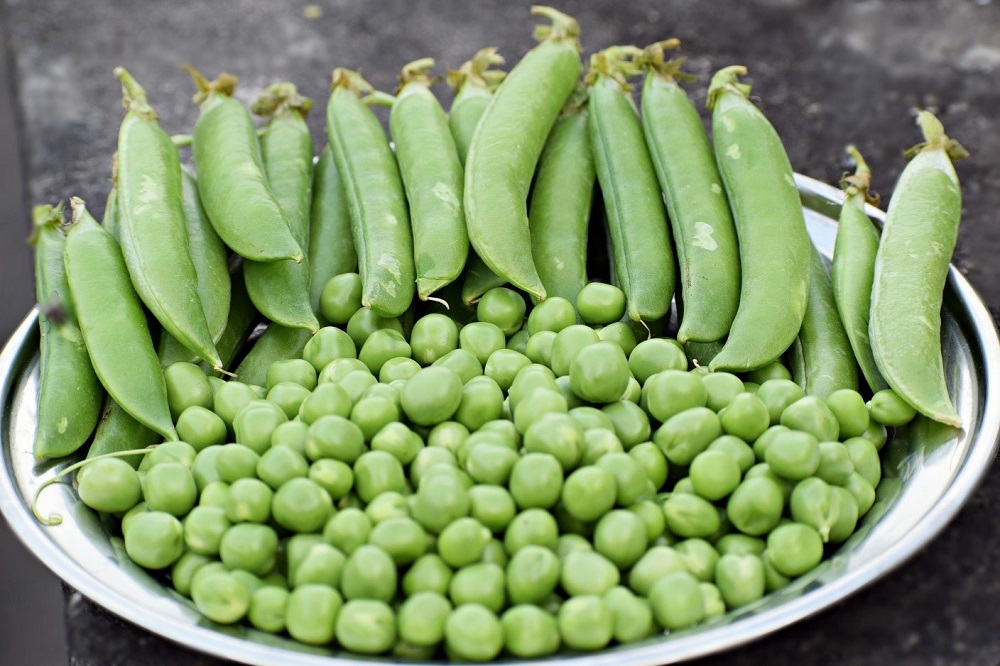 one of the best crops to harvest in winter: peas